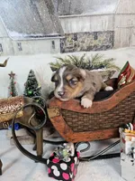 Brown, a male Toy Australian Shepherd for sale in Del Valle, TX – Photo 7 of 9