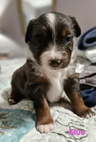 Blue, a female Toy Australian Shepherd for sale in Del Valle, TX – Photo 3 of 9