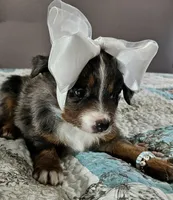 Blue, a female Toy Australian Shepherd for sale in Del Valle, TX – Photo 9 of 9