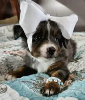 Blue, a female Toy Australian Shepherd for sale in Del Valle, TX – Photo 1 of 9