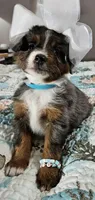 Blue, a female Toy Australian Shepherd for sale in Del Valle, TX – Photo 8 of 9