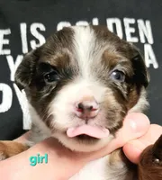 Blue, a female Toy Australian Shepherd for sale in Del Valle, TX – Photo 4 of 9