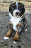 Blue, a female Toy Australian Shepherd for sale in Del Valle, TX – Photo 2 of 9