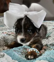 Blue, a female Toy Australian Shepherd for sale in Del Valle, TX – Photo 7 of 9