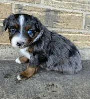 Blue, a female Toy Australian Shepherd for sale in Del Valle, TX – Photo 6 of 9