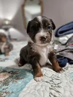 Blue, a female Toy Australian Shepherd for sale in Del Valle, TX – Photo 5 of 9