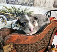Blue, a female Toy Australian Shepherd for sale in Del Valle, TX – Photo 8 of 9
