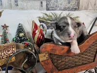 Blue, a female Toy Australian Shepherd for sale in Del Valle, TX – Photo 3 of 9