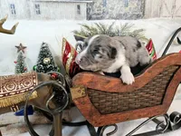 Blue, a female Toy Australian Shepherd for sale in Del Valle, TX – Photo 2 of 9