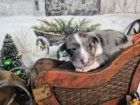 Blue, a female Toy Australian Shepherd for sale in Del Valle, TX – Photo 9 of 9