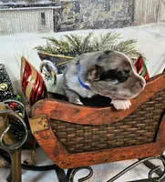 Blue, a female Toy Australian Shepherd for sale in Del Valle, TX – Photo 5 of 9