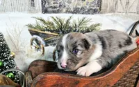 Blue, a female Toy Australian Shepherd for sale in Del Valle, TX – Photo 1 of 9