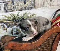 Blue, a female Toy Australian Shepherd for sale in Del Valle, TX – Photo 7 of 9