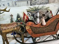 Blue, a female Toy Australian Shepherd for sale in Del Valle, TX – Photo 6 of 9