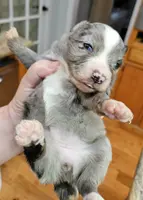 Mars, a female Toy Australian Shepherd for sale in Del Valle, TX – Photo 2 of 10