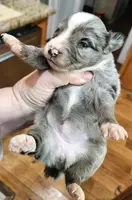 Mars, a female Toy Australian Shepherd for sale in Del Valle, TX – Photo 3 of 10