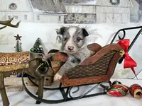 Mars, a female Toy Australian Shepherd for sale in Del Valle, TX – Photo 9 of 10