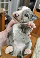 Mars, a female Toy Australian Shepherd for sale in Del Valle, TX – Photo 8 of 10