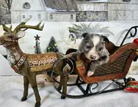 Mars, a female Toy Australian Shepherd for sale in Del Valle, TX – Photo 7 of 10