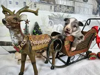 Mars, a female Toy Australian Shepherd for sale in Del Valle, TX – Photo 10 of 10