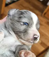 Mars, a female Toy Australian Shepherd for sale in Del Valle, TX – Photo 6 of 10