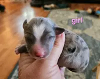 Mars, a female Toy Australian Shepherd for sale in Del Valle, TX – Photo 4 of 10