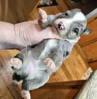Mars, a female Toy Australian Shepherd for sale in Del Valle, TX – Photo 5 of 10