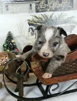 Mars, a female Toy Australian Shepherd for sale in Del Valle, TX – Photo 1 of 10