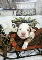 Orange, a male Miniature Australian Shepherd for sale in Del Valle, TX – Photo 5 of 10