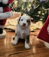 Orange, a male Miniature Australian Shepherd for sale in Del Valle, TX – Photo 1 of 10