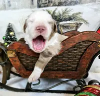 Orange, a male Miniature Australian Shepherd for sale in Del Valle, TX – Photo 7 of 10