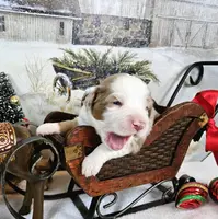 Orange, a male Miniature Australian Shepherd for sale in Del Valle, TX – Photo 3 of 10