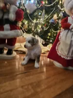 Orange, a male Miniature Australian Shepherd for sale in Del Valle, TX – Photo 8 of 10