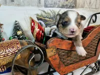 Yellow, a female Toy Australian Shepherd for sale in Del Valle, TX – Photo 4 of 8