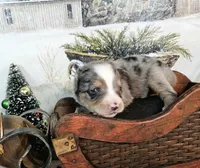 Yellow, a female Toy Australian Shepherd for sale in Del Valle, TX – Photo 3 of 8