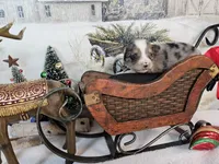 Yellow, a female Toy Australian Shepherd for sale in Del Valle, TX – Photo 2 of 8