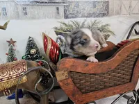 Yellow, a female Toy Australian Shepherd for sale in Del Valle, TX – Photo 6 of 8