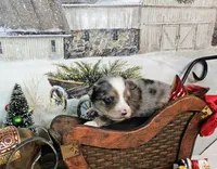 Yellow, a female Toy Australian Shepherd for sale in Del Valle, TX – Photo 7 of 8