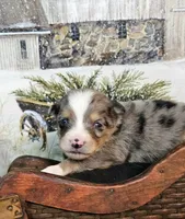 Yellow, a female Toy Australian Shepherd for sale in Del Valle, TX – Photo 1 of 8