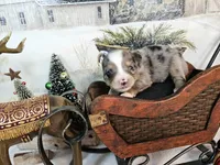 Yellow, a female Toy Australian Shepherd for sale in Del Valle, TX – Photo 5 of 8