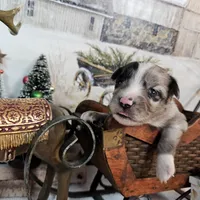 White, a male Toy Australian Shepherd for sale in Del Valle, TX – Photo 5 of 7