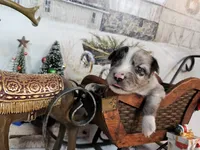 processed/0a9a5d7c-6343-4320-8cc0-0d9f33f91ac6/listing/afbf2881-bc25-42bd-9f8c-c3993f91d268/0395be19-c2f2-4a8e-b6f3-5c51125ddccd