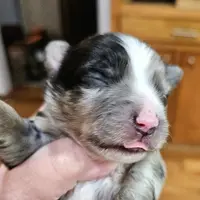 White, a male Toy Australian Shepherd for sale in Del Valle, TX – Photo 2 of 7