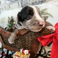 White, a male Toy Australian Shepherd for sale in Del Valle, TX – Photo 7 of 7