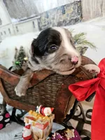 processed/0a9a5d7c-6343-4320-8cc0-0d9f33f91ac6/listing/afbf2881-bc25-42bd-9f8c-c3993f91d268/2bf502a9-3b4b-46a1-a439-929857d567da