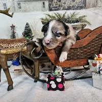 White, a male Toy Australian Shepherd for sale in Del Valle, TX – Photo 6 of 7