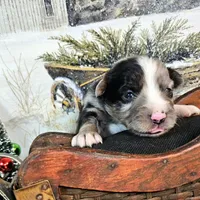 White, a male Toy Australian Shepherd for sale in Del Valle, TX – Photo 3 of 7