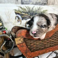 White, a male Toy Australian Shepherd for sale in Del Valle, TX – Photo 4 of 7