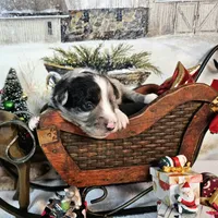 White, a male Toy Australian Shepherd for sale in Del Valle, TX – Photo 1 of 7