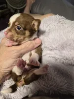 Male 1, a male Chihuahua for sale in Nampa, ID – 2 of 4